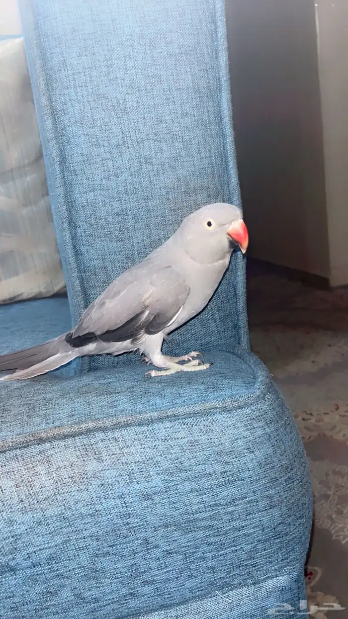 انثى دره هولندي اليفه جدا جدا 1