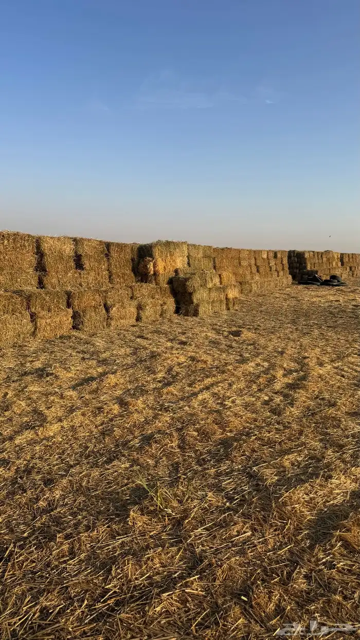 بلوبنك صافي شده 80-90 1