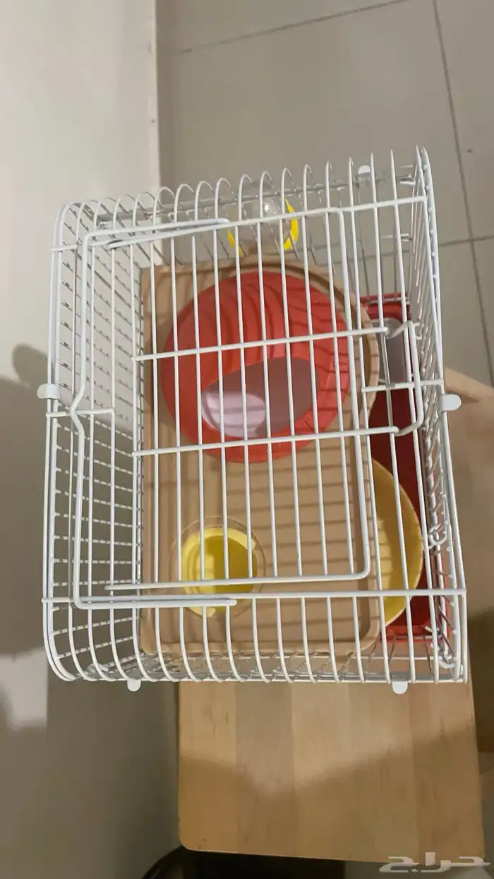 هامستر صغير عمره تقريبا 4شهور 3