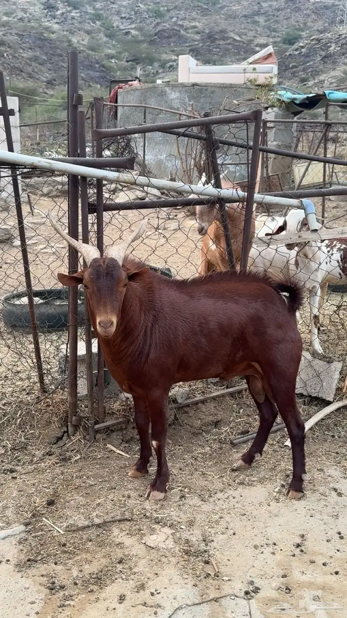 تيس فحل شرط 2