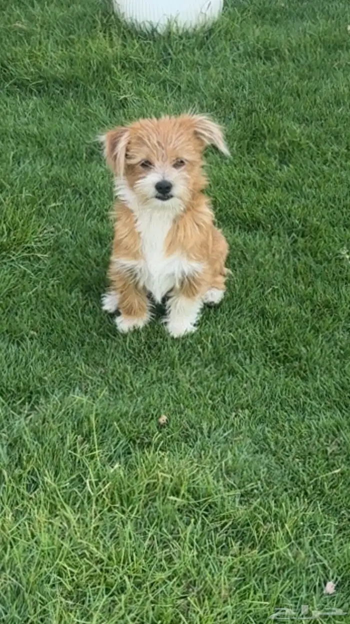 كلب مالتيز العمر 3 اشهر 0