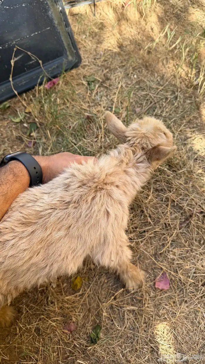ماعز قزم جفرة ( تم البيع ) 4