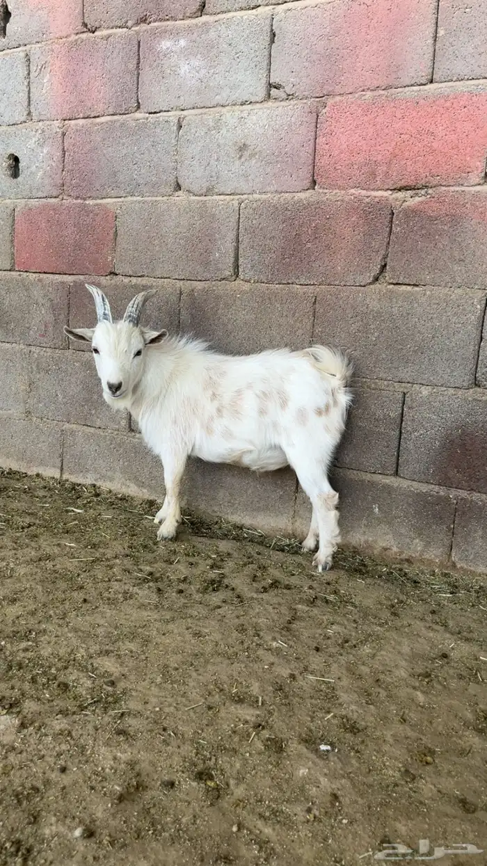 تيس قزم عمر 12 شهر 2