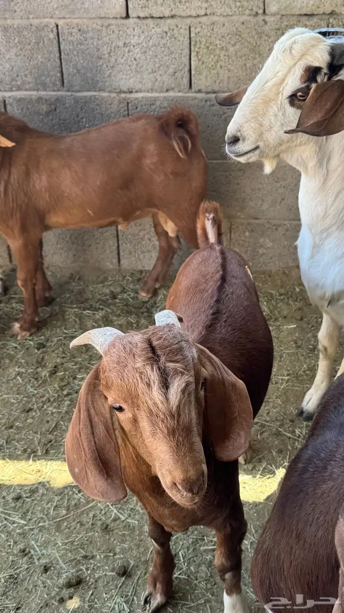 للبيع تيوس كلهاري وبورقت 13