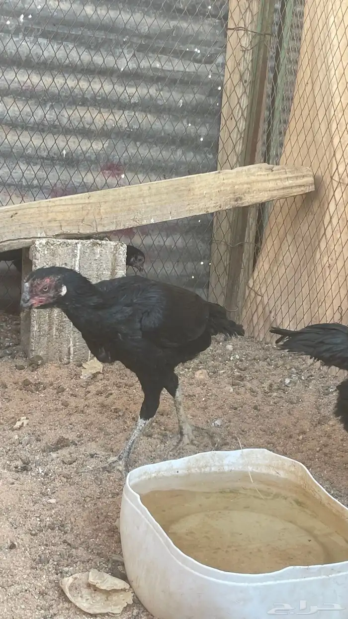 دجاج باكستاني 1