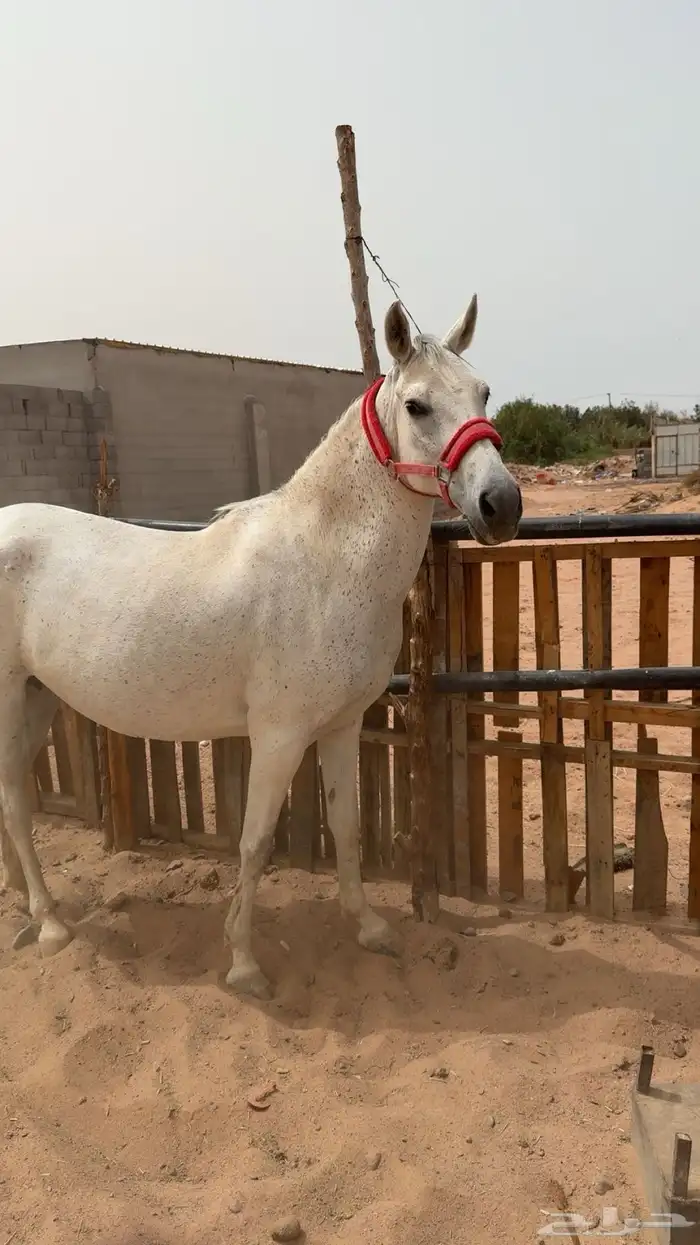 فرس شعبيه للبيع 1