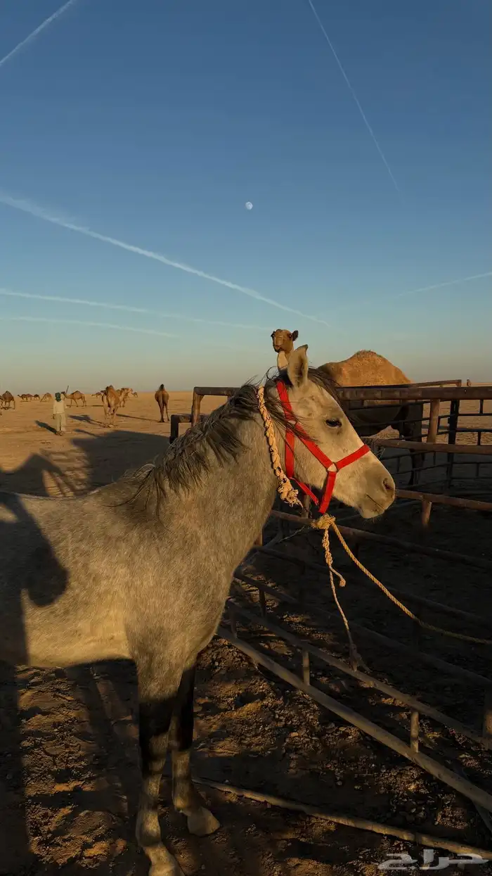 للبيع مهر شعبي 1