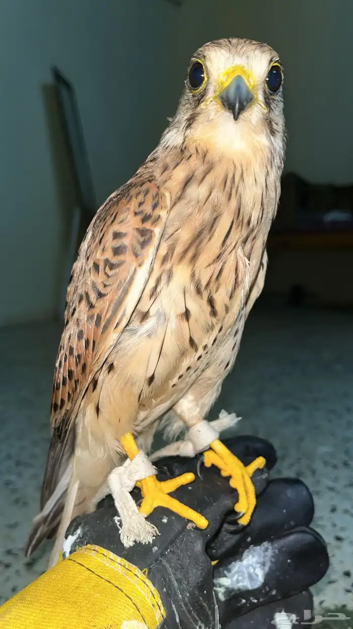 شبوط أو بأشق للبيع 0