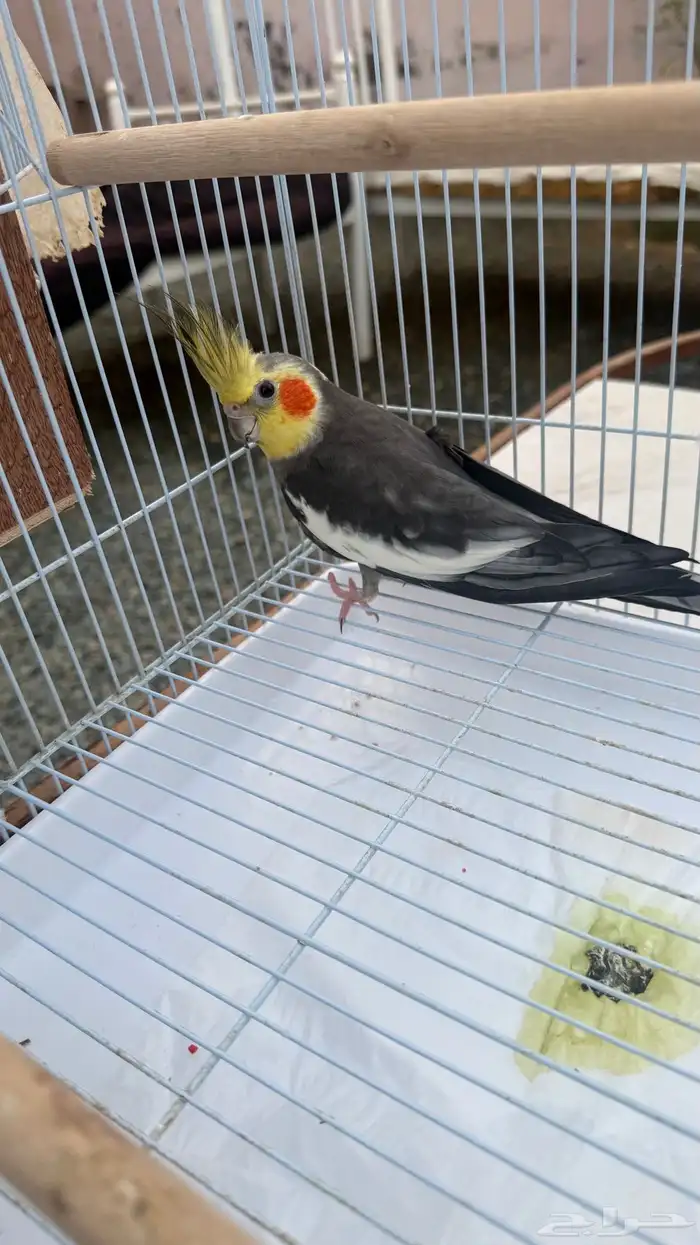 زوج كروان منتج شرط 1