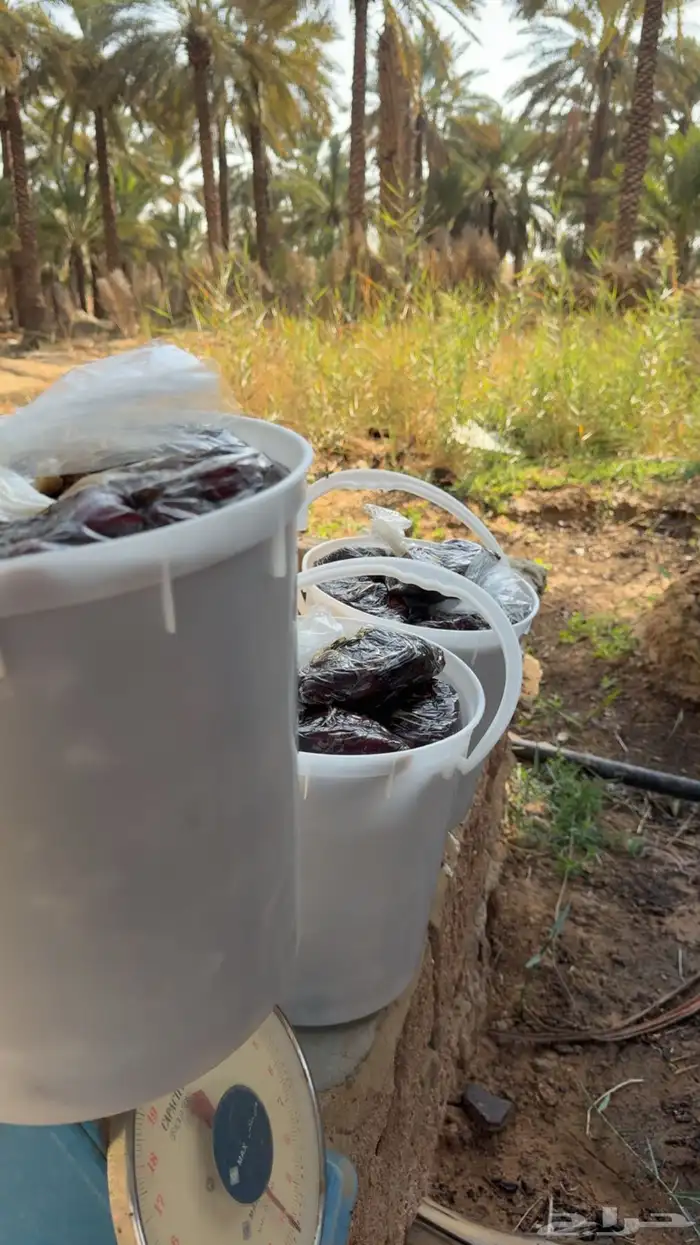 للبيع تمر رميثيه حلوه بقعاء 11