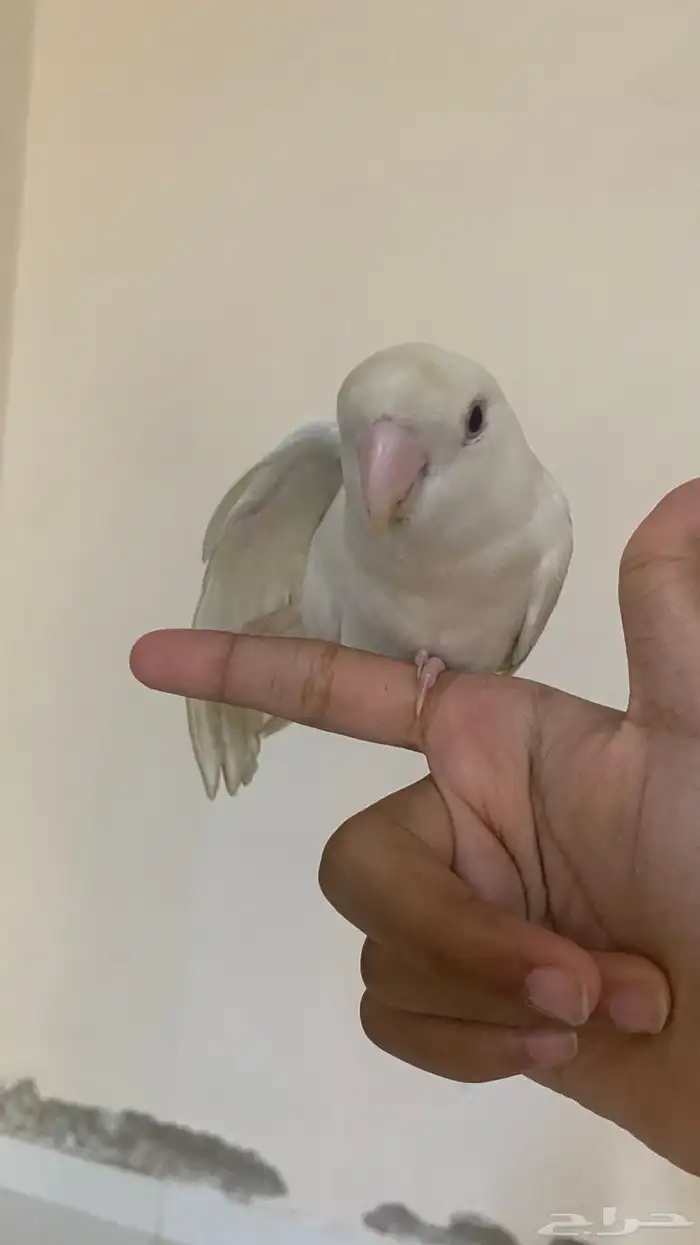 ذكر روز اليف جداا هدد خارجي 1