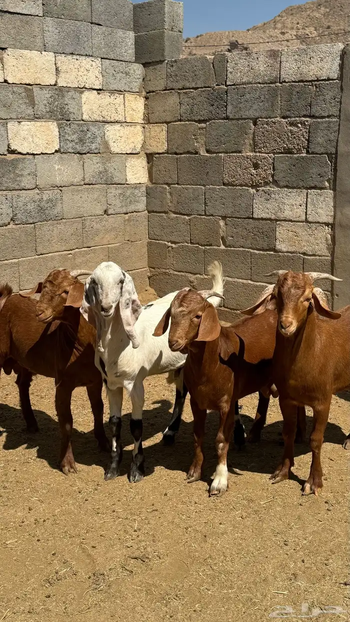 للبيع تيوس كلهاري وبورقت 8