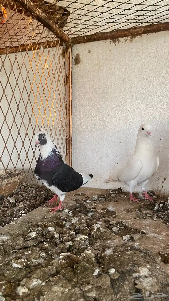 ازواج حمام قطايف 1