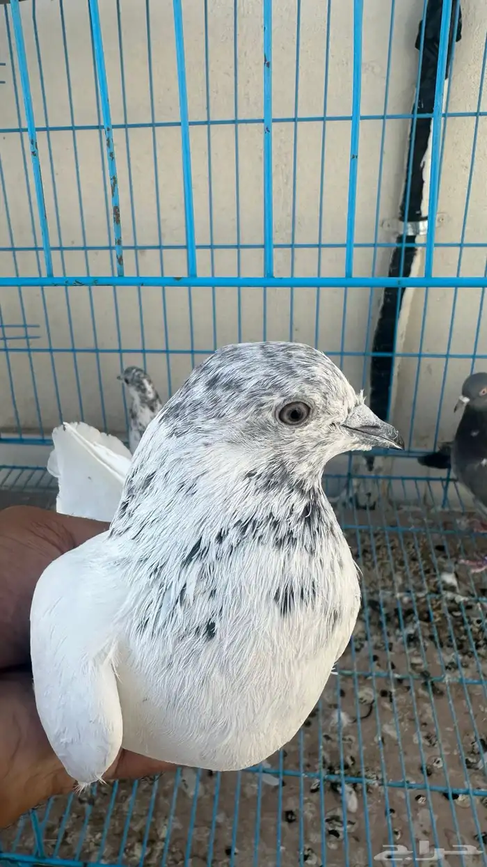 حمام باكستاني 2