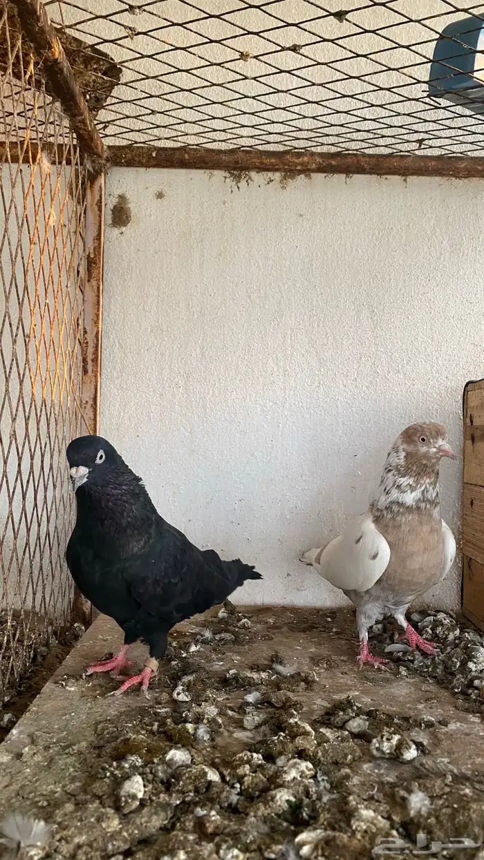 ازواج حمام قطايف 11