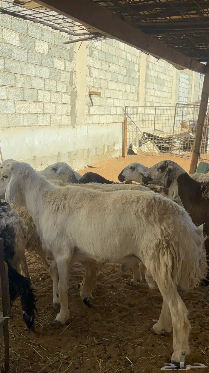 غنم حريه ومهجنه رغث ودفيع بالفحل ب1500 10