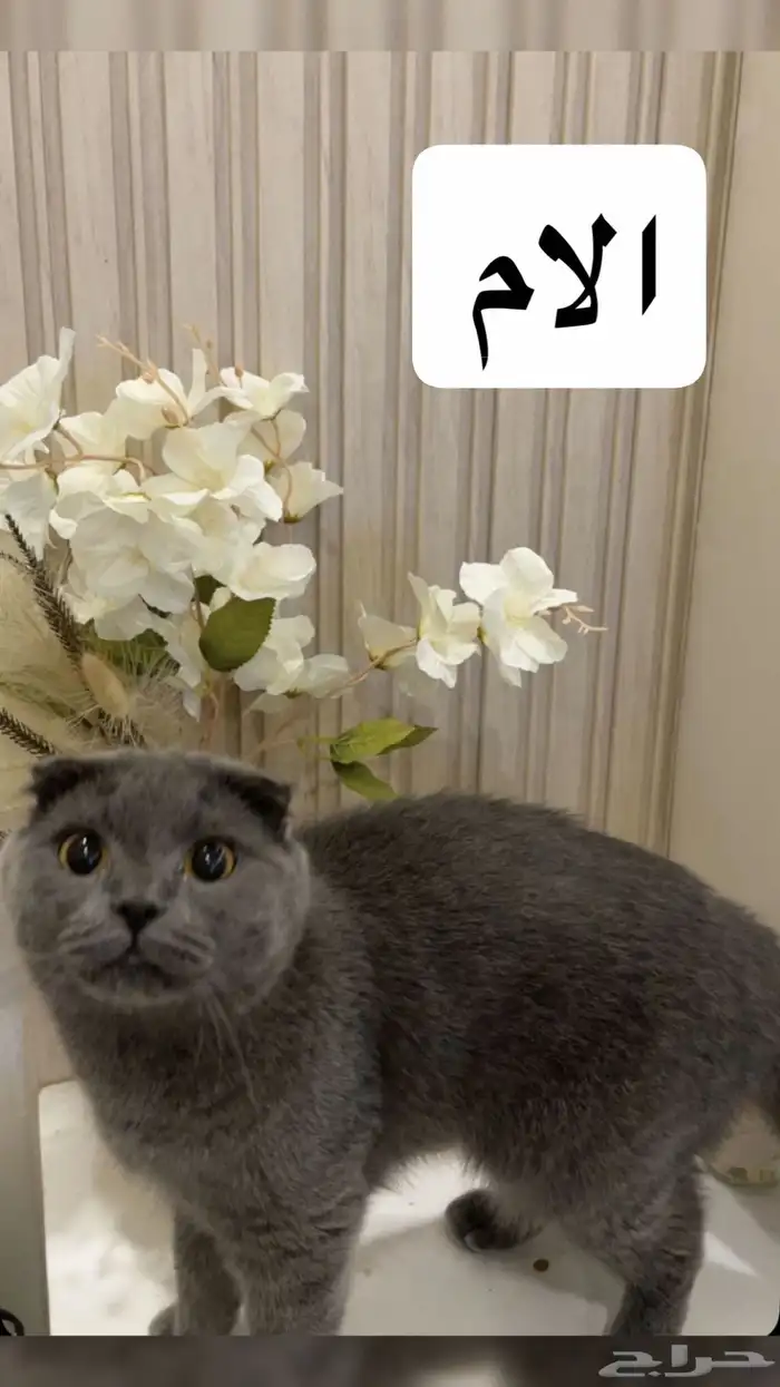 قط سكوتش تايقر استريت Ny22مفطوم 5