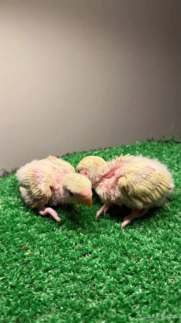 عرض لكم فروخ روز اينو ألوان وحجم ماشاءالله تم تأجيل البيع 1