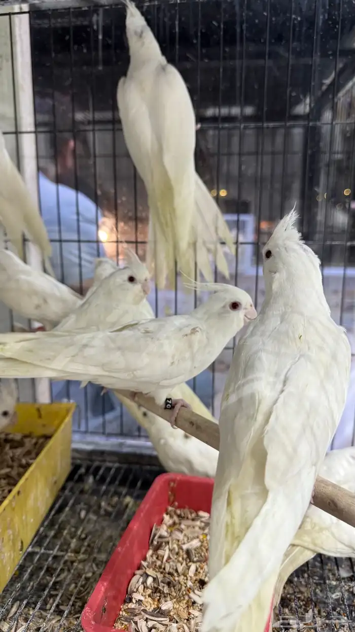 كروان البينو جملة 325 و فرادي 2