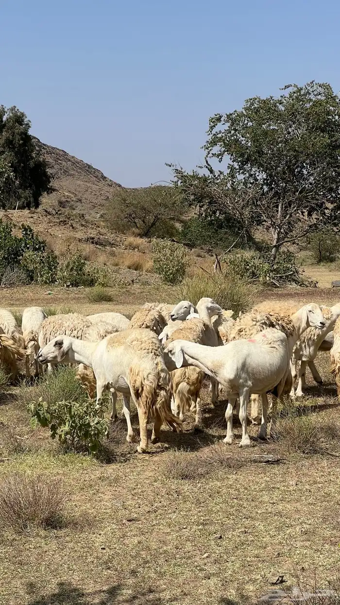 صان مقاني صنف للبيع 13