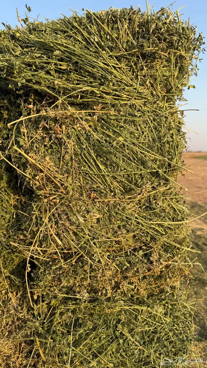 برسيم جديد 0