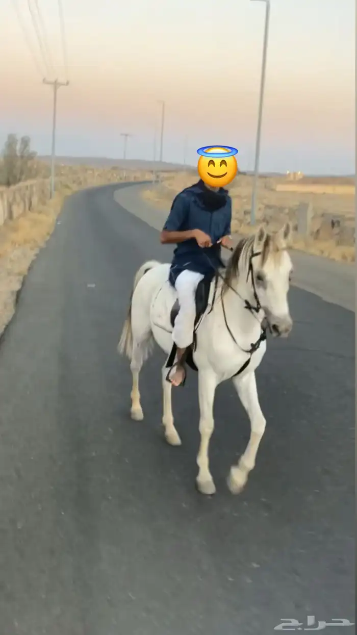 حصان عربي جزيري 0