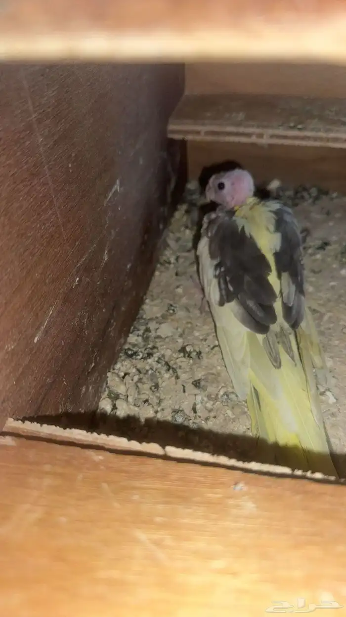 زوج كروان منتج شرط 3