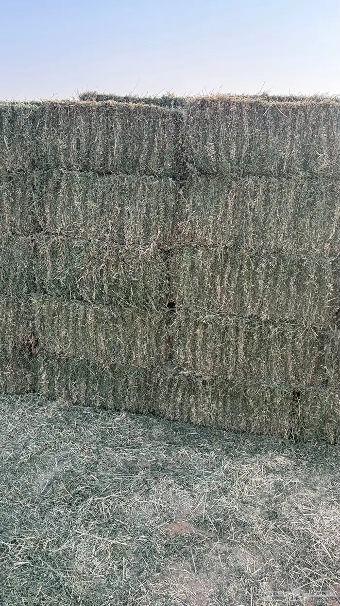 برسيم جديد 1