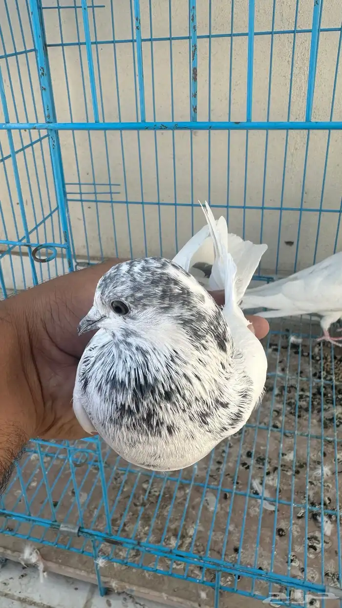 حمام باكستاني 4