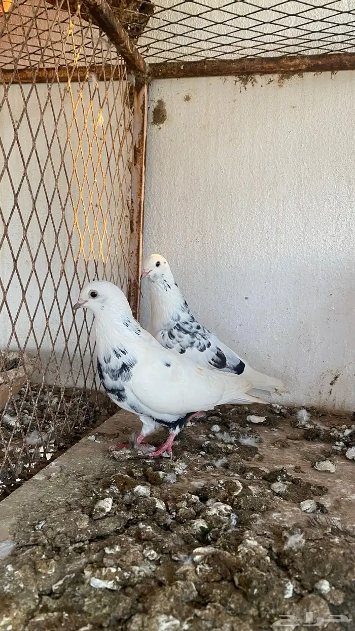 ازواج حمام قطايف 4