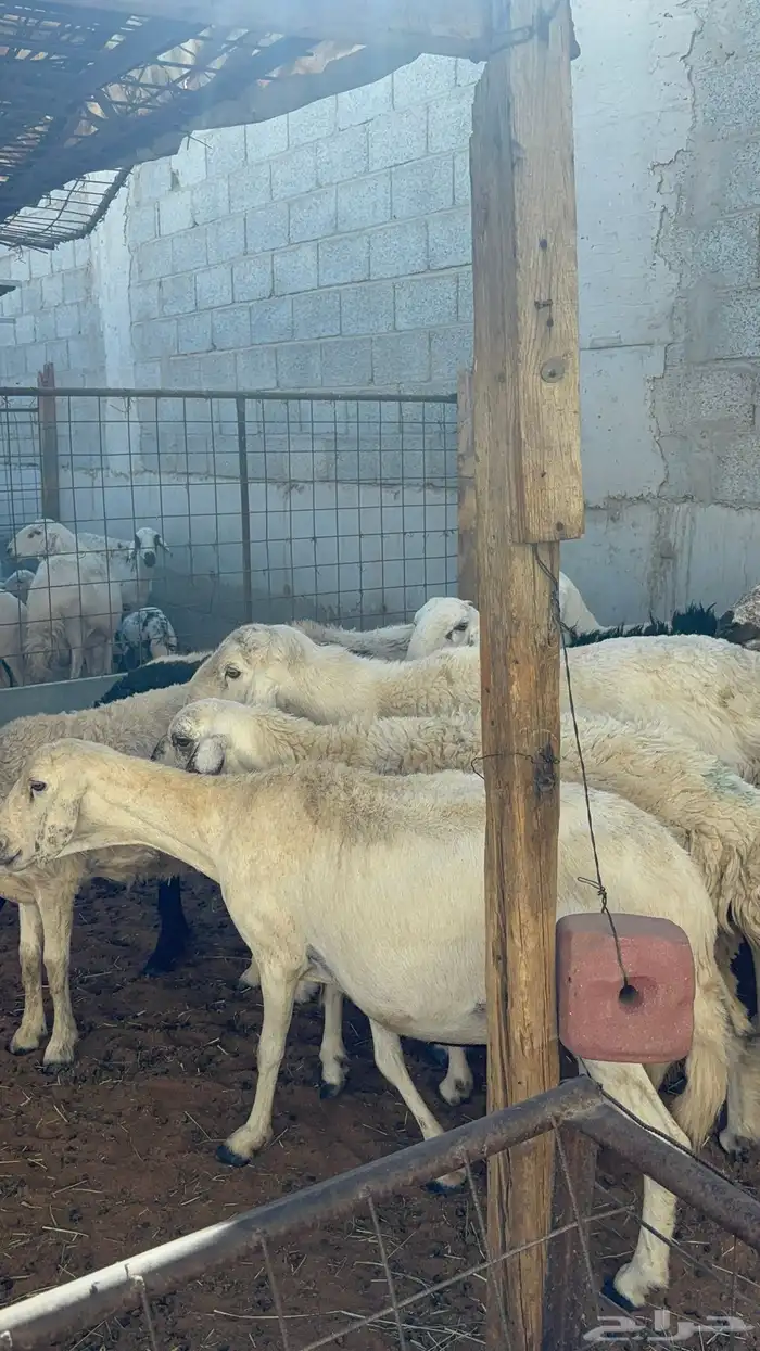 غنم حريه ومهجنه رغث ودفيع بالفحل ب1500 2