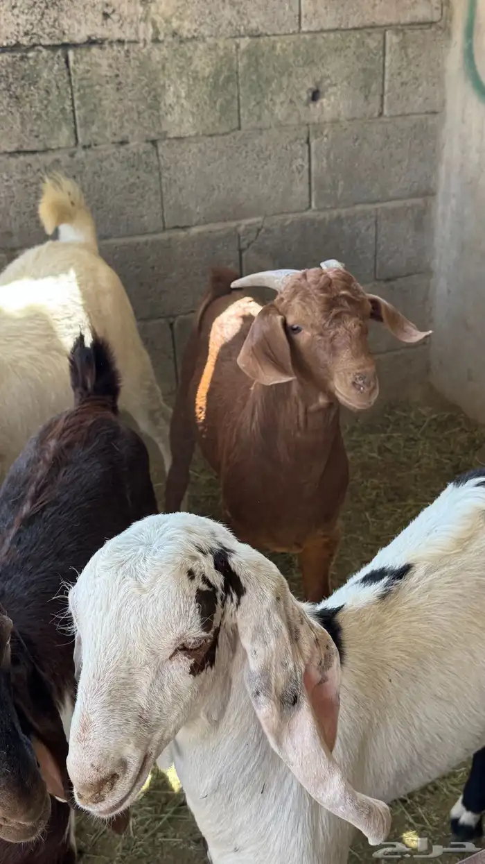 للبيع تيوس كلهاري وبورقت 11