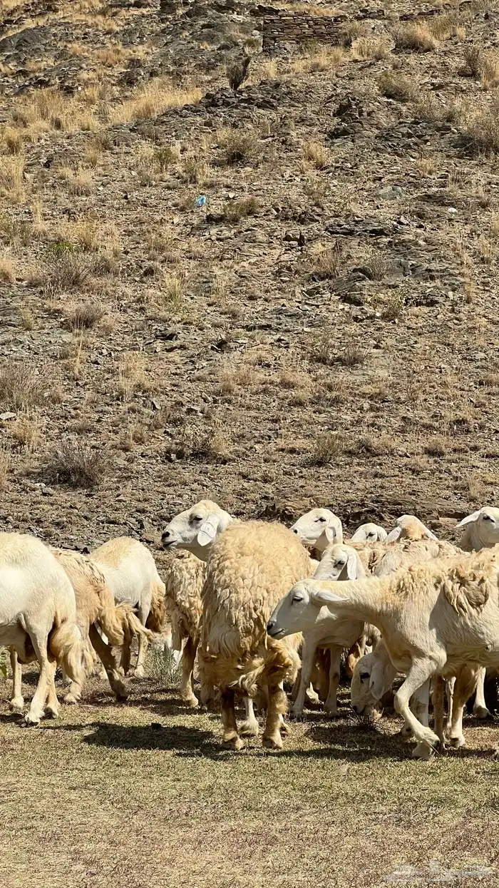 صان مقاني صنف للبيع 18