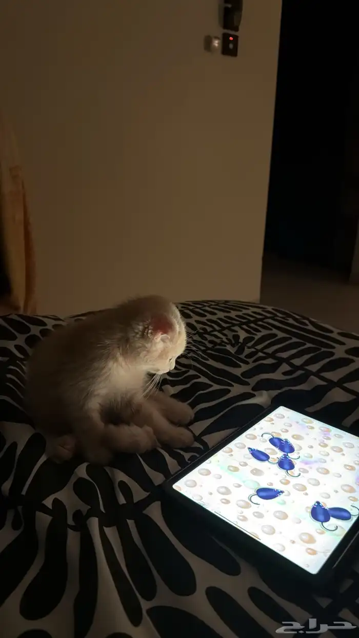 هرة سكوتش فولد 4