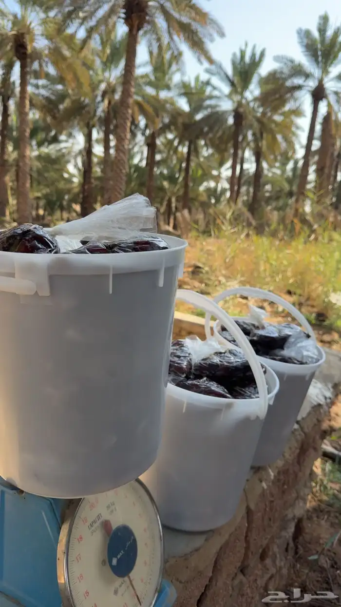 للبيع تمر رميثيه حلوه بقعاء 3