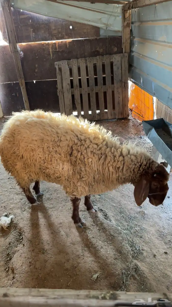 للبيع ثنيه مضرع 0