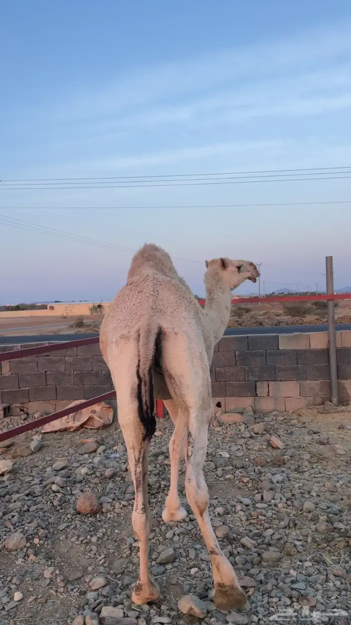 ناقة رباع حايل 1