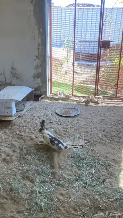 للبيع ارانب index