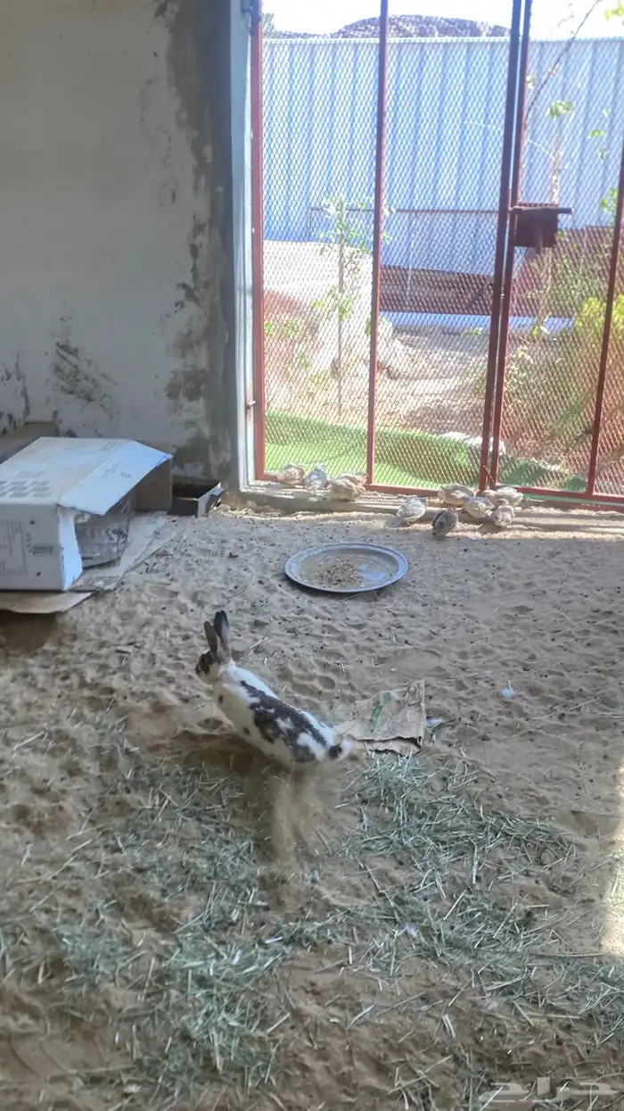 للبيع ارانب 2