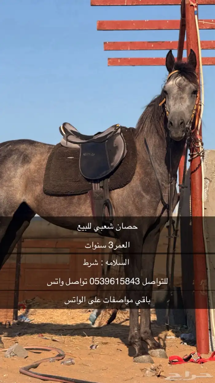 حصان شعبي للبيع للتواصل   باقي مواصفات خاص 0