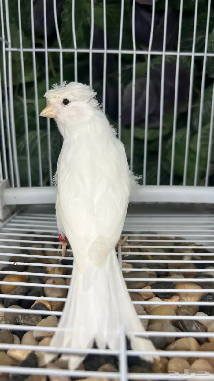 انثى كناري ابيض 3