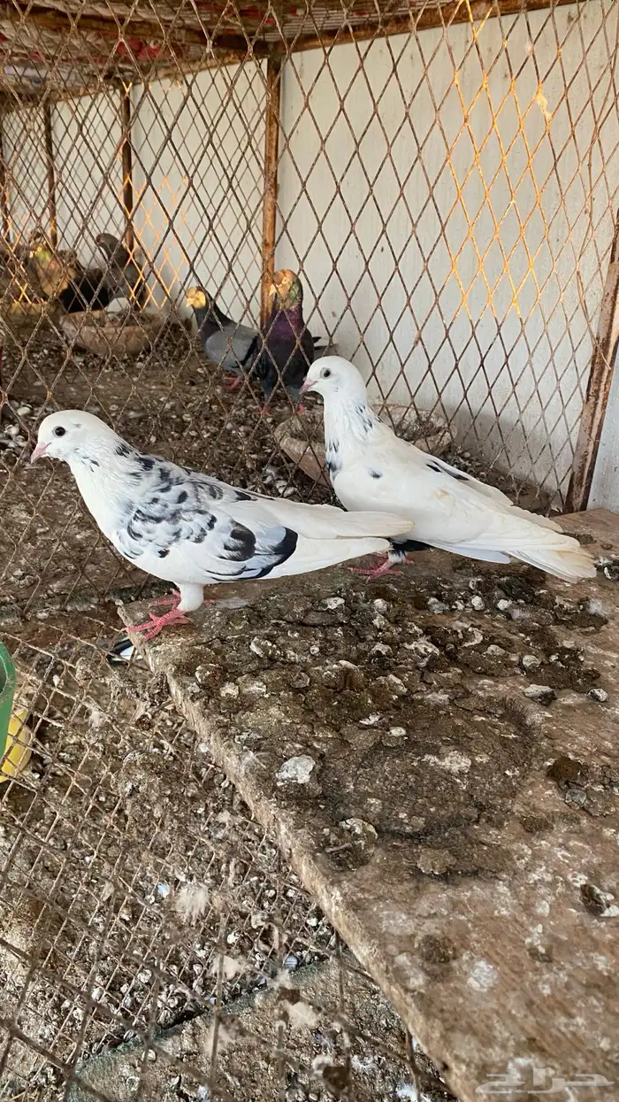 ازواج حمام قطايف 5