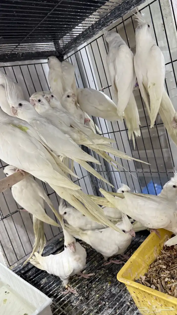 كروان البينو جملة 325 و فرادي 1