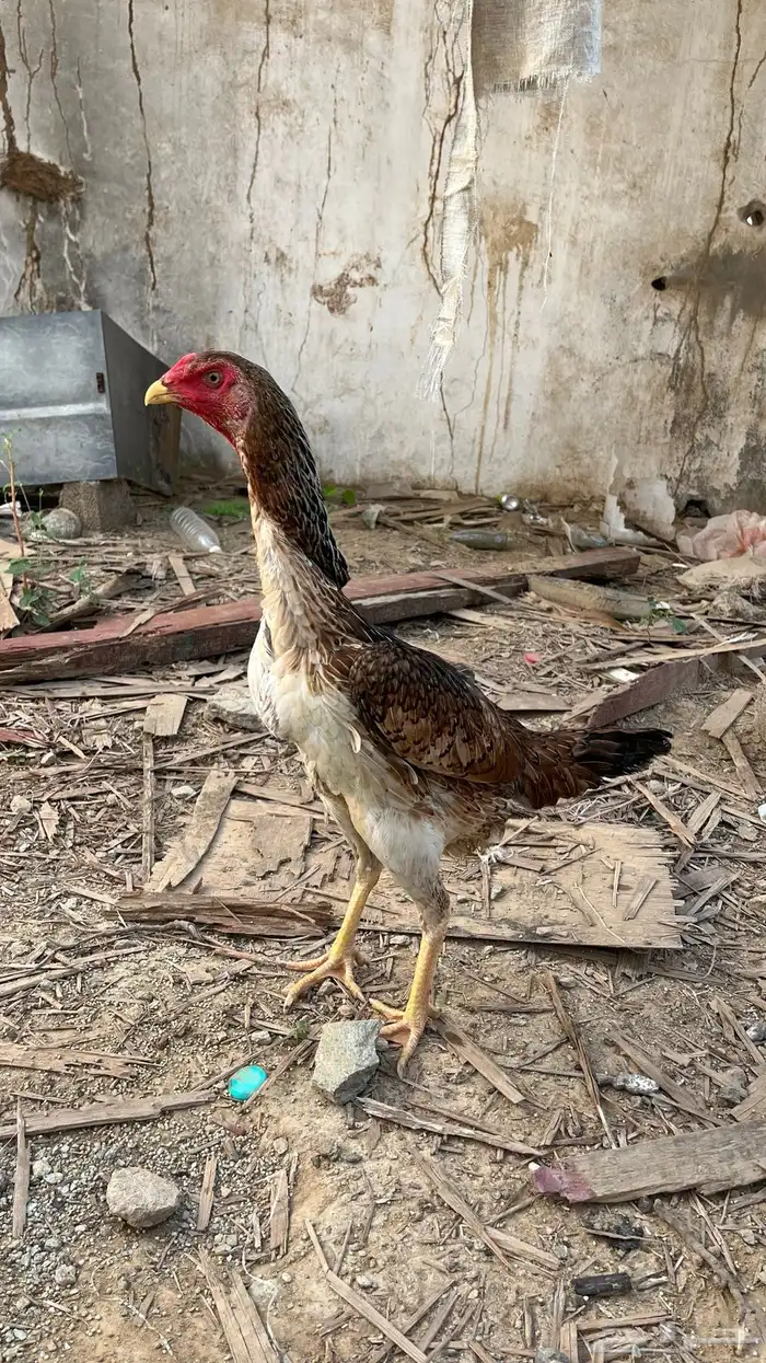 دجاجة شامو يابانيه 1