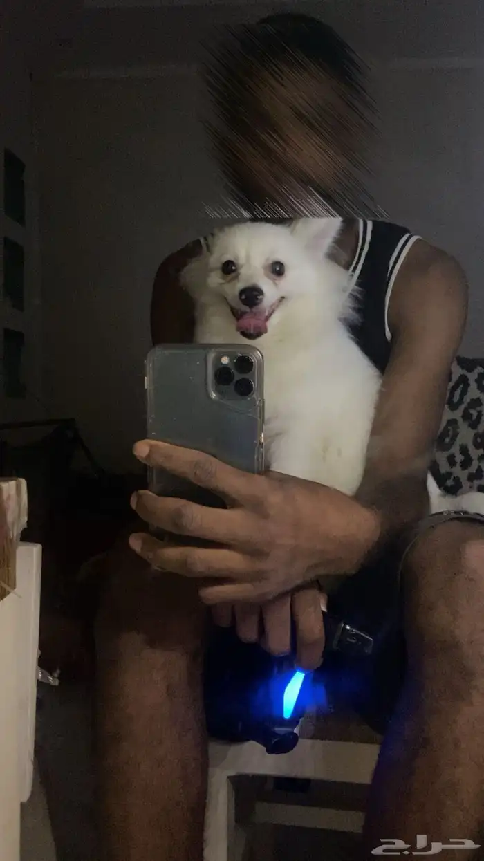 كلب بومرينيان 0