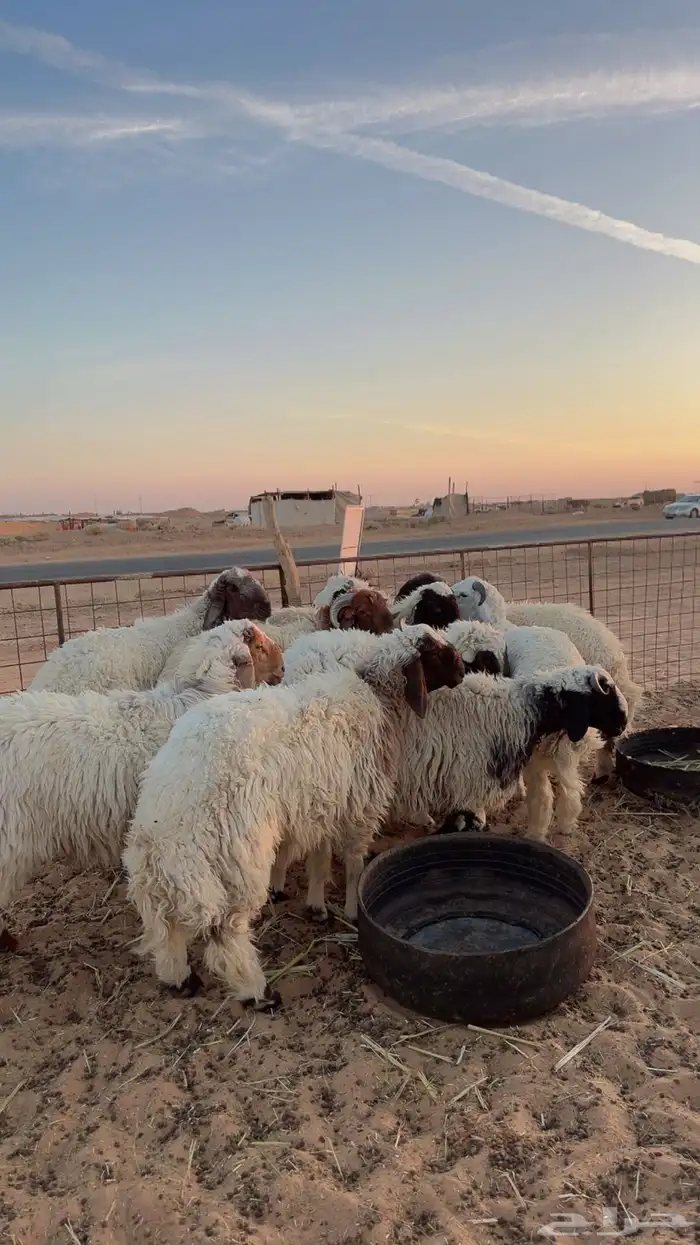 ذبايح تمارا وتابي (بريدة) 3