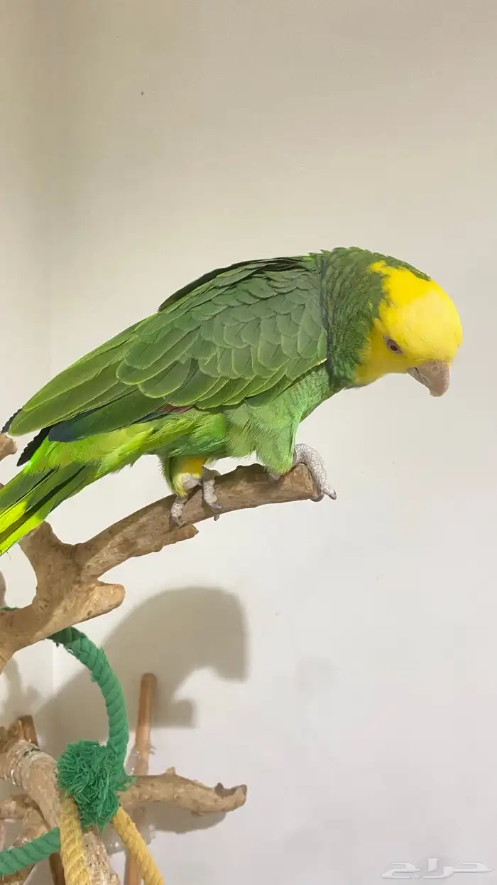 امزوني دبل يلو هد للبيع العاجل 0