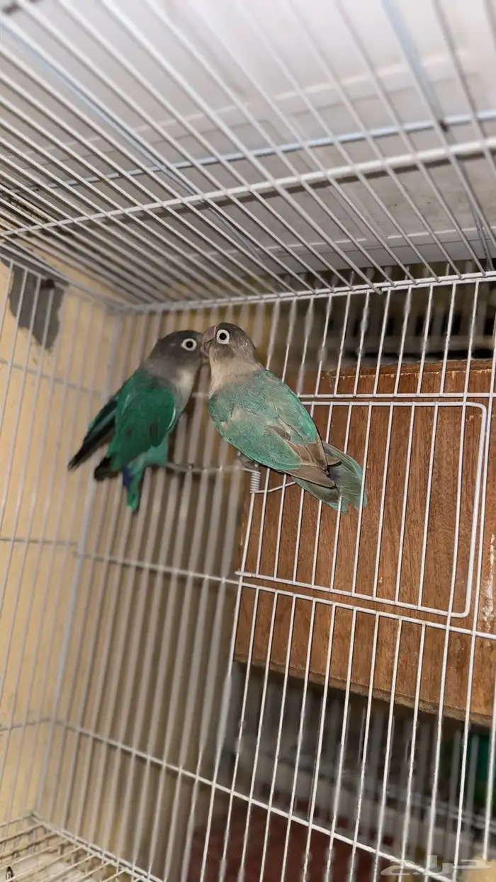 زوجين فيشر هولندي منتجه 1