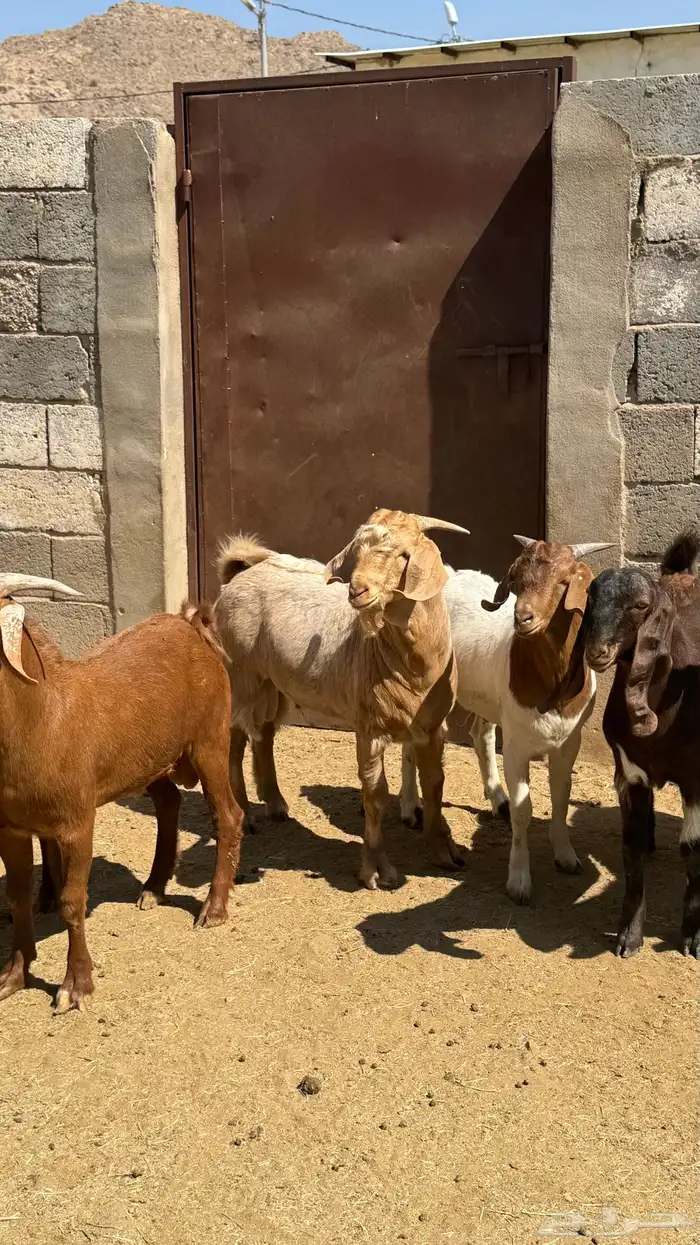 للبيع تيوس كلهاري وبورقت 9