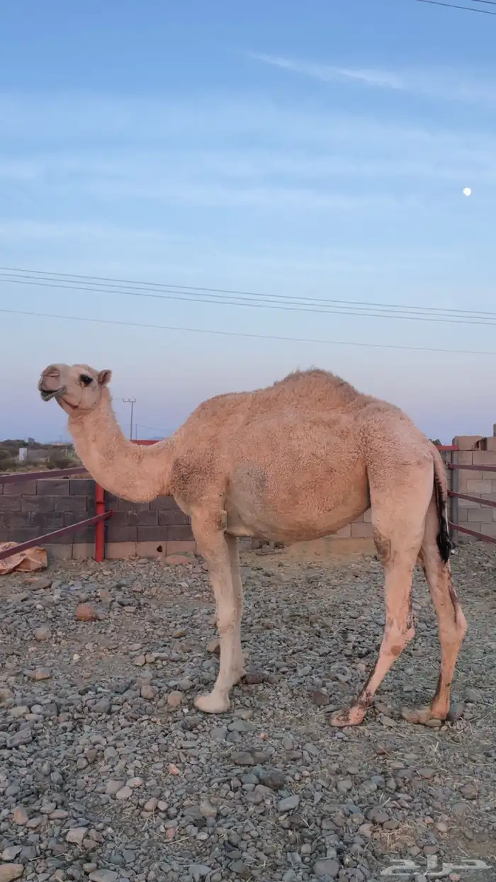 ناقة رباع حايل 3